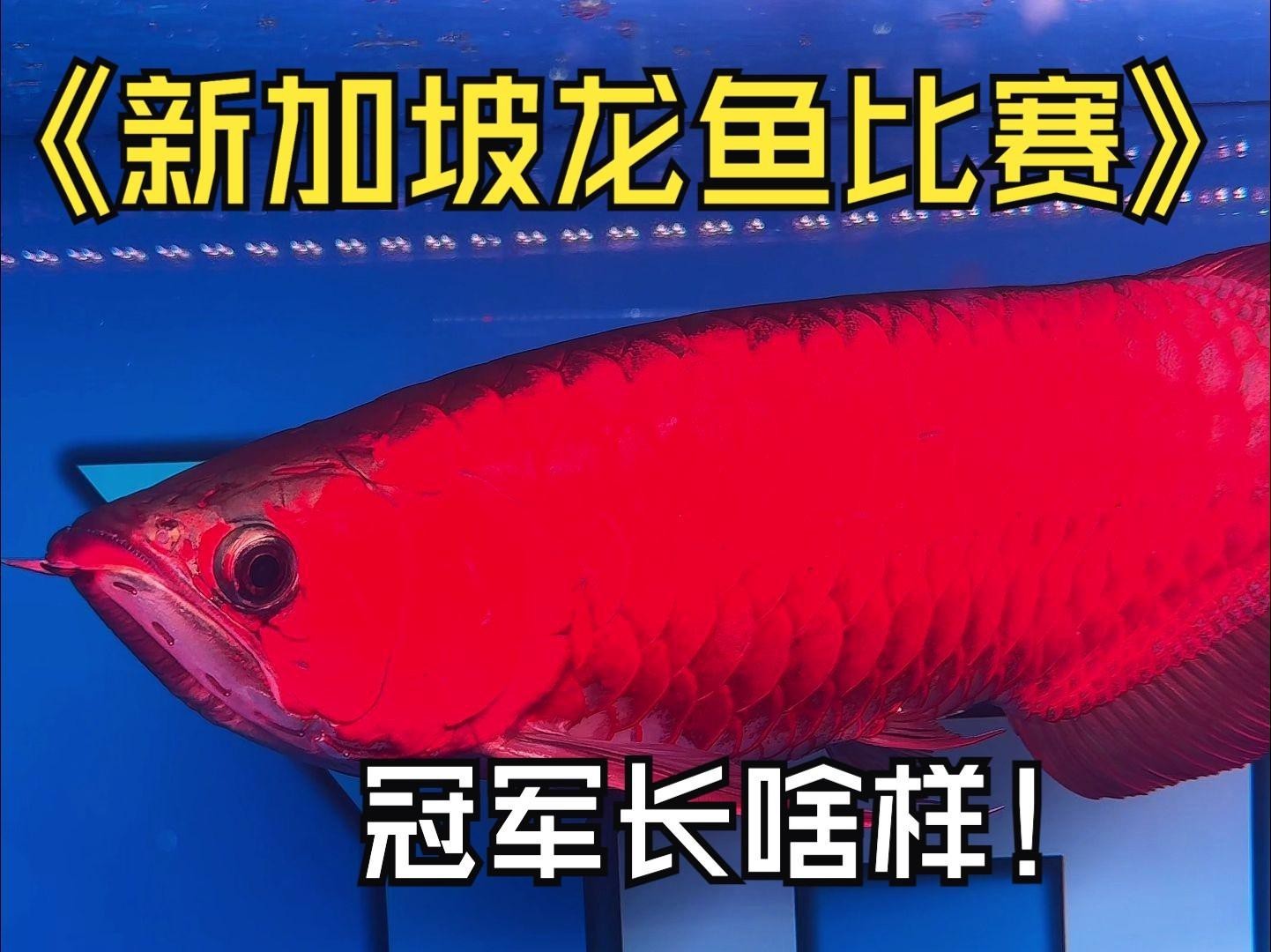 如何搜索高清紅龍魚視頻？