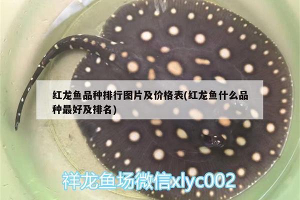 銀龍魚圖片大全素描畫法(銀龍魚的簡筆畫) 樂亭縣格池水族店 全國水族館企業名錄 樂亭縣格池水族店 樂亭縣格池水族店 全國水族館企業名錄
