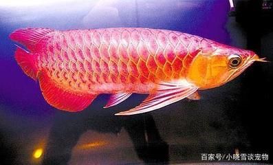 紅龍魚的水溫大約多少度合適（紅龍魚水溫多少度合適） 紅龍魚的水溫大約多少度合適（紅龍魚水溫多少度合適） 龍魚百科 第5張