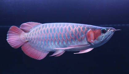 紅龍魚的水溫大約多少度合適（紅龍魚水溫多少度合適） 紅龍魚的水溫大約多少度合適（紅龍魚水溫多少度合適） 龍魚百科 第7張