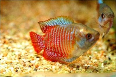 七彩神仙魚繁殖期飼料選擇，七彩神仙魚繁殖期飼料品牌推薦