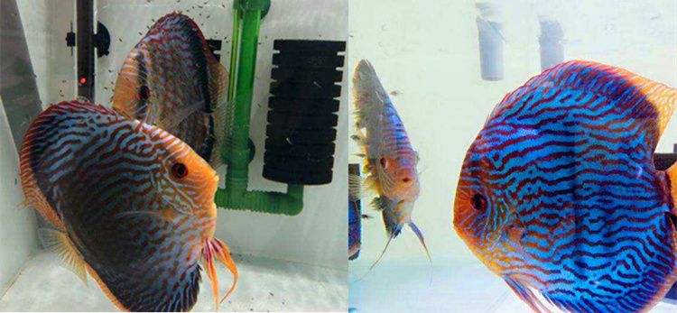 七彩神仙魚繁殖期飼料選擇，七彩神仙魚繁殖期飼料品牌推薦