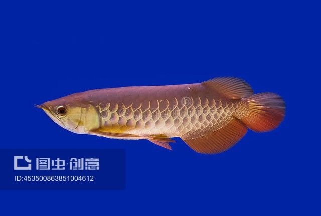 阿羅瓦納龍魚：阿羅瓦納龍魚是一種什么樣的魚？