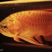 阿羅瓦納龍魚：阿羅瓦納龍魚是一種什么樣的魚？