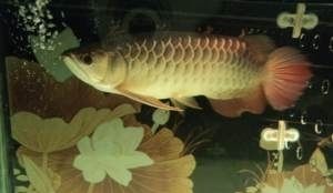 南龍魚（南龍魚是一個常見的名稱但實(shí)際上可能指代不同的魚類） 南龍魚（南龍魚是一個常見的名稱但實(shí)際上可能指代不同的魚類） 龍魚百科 第4張