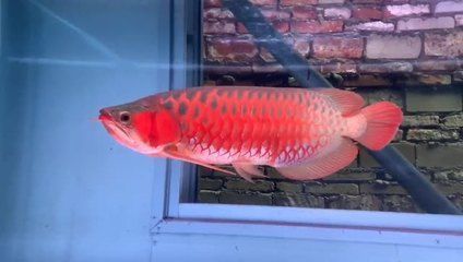 龍魚原產地多少錢一斤價格