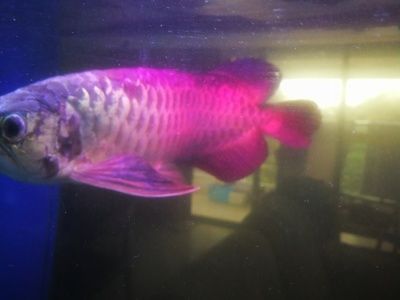 龍魚顏色變黑是怎么回事兒：龍魚顏色變黑可能是由多種原因引起的 龍魚顏色變黑是怎么回事兒：龍魚顏色變黑可能是由多種原因引起的 龍魚百科