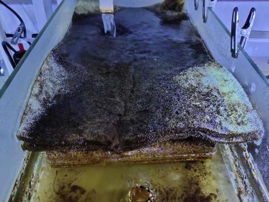 四平市鐵西區(qū)發(fā)現(xiàn)水族店（四平鐵西水產(chǎn)批發(fā)市場(chǎng)在哪）