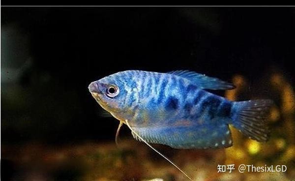 50的魚缸能養龍魚嗎