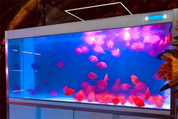 魚缸水為什么發白渾濁（如何維護魚缸硝化系統） 魚缸水為什么發白渾濁（如何維護魚缸硝化系統） 龍魚百科 第3張