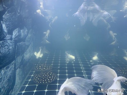 魚缸水為什么發白渾濁（如何維護魚缸硝化系統） 魚缸水為什么發白渾濁（如何維護魚缸硝化系統） 龍魚百科 第4張