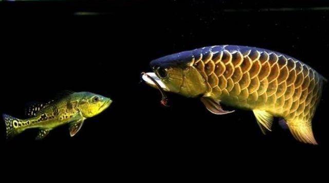 金龍魚白毛病【如何治療金龍魚白毛病】