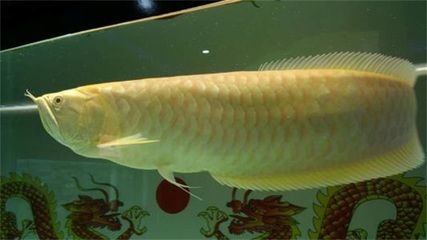 龍魚(yú)一張嘴一張嘴：龍魚(yú)嘴巴一張一合是什么原因？