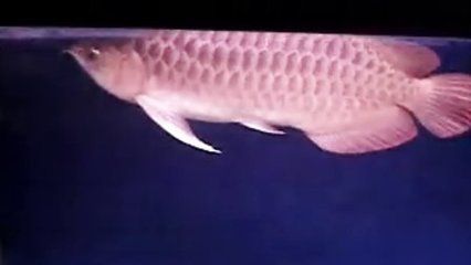 龍魚(yú)一張嘴一張嘴：龍魚(yú)嘴巴一張一合是什么原因？