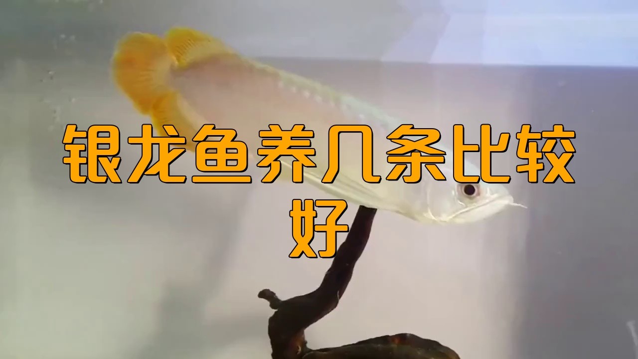 銀龍魚一般養(yǎng)幾條最好呢
