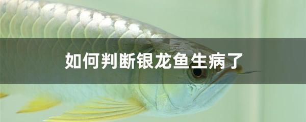 銀龍魚身上有白色腐爛怎么回事（銀龍魚身上出現白色腐爛怎么辦）