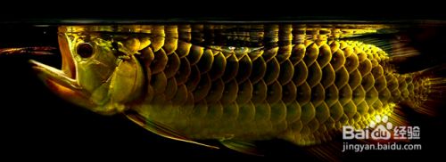 龍魚固定：活體龍魚急救技巧，無人機傾轉翼尖技術原理