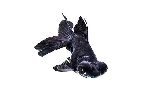 龍魚黑色排名：龍魚黑色品種排名信息查詢龍魚黑色排名信息 龍魚黑色排名：龍魚黑色品種排名信息查詢龍魚黑色排名信息 龍魚百科 第2張