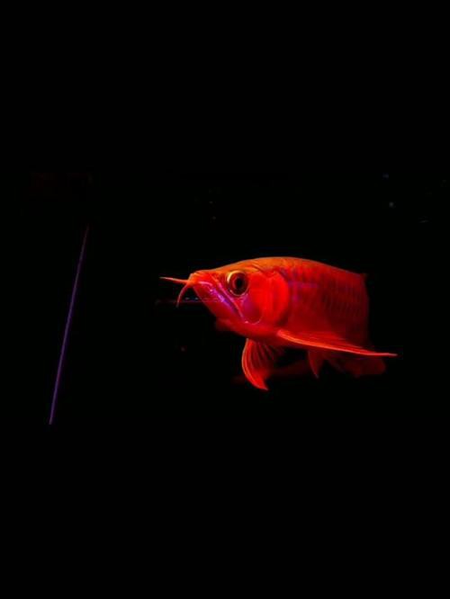 血紅龍魚壽命多長正常圖片大全