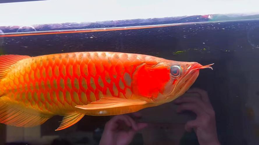 血紅龍魚壽命多長正常圖片大全