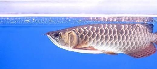 南昌市東湖區泰昌水族店（南昌市東湖區泰昌水族店地址）