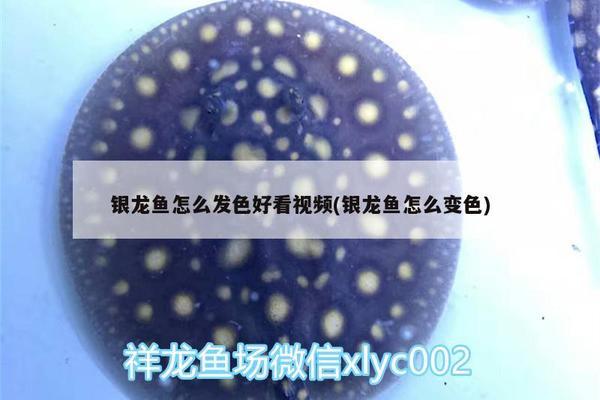 威海經(jīng)濟技術(shù)開發(fā)區(qū)麗馨水族店（威海經(jīng)濟技術(shù)開發(fā)區(qū)麗馨水族店怎么樣）