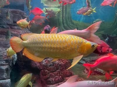皋蘭石洞純屬魚樂水族館（皋蘭縣石洞）