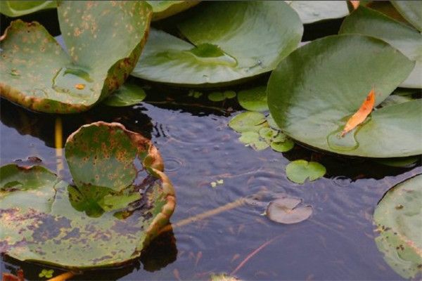 龍魚(yú)怎么產(chǎn)卵：關(guān)于龍魚(yú)的繁殖，你了解多少