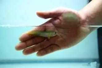 龍魚怎么產卵：關于龍魚的繁殖，你了解多少
