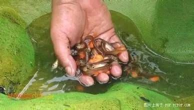 龍魚怎么產卵：關于龍魚的繁殖，你了解多少
