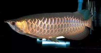 龍魚怎么產卵：關于龍魚的繁殖，你了解多少