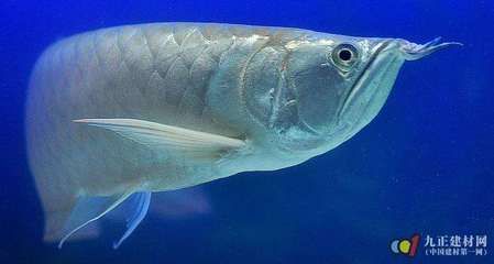 銀龍魚起白點怎么回事（銀龍魚身上出現白點是怎么回事）