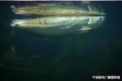 銀龍魚起白點怎么回事（銀龍魚身上出現白點是怎么回事）