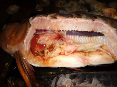 龍魚背鰭發(fā)綠怎么回事【龍魚背鰭發(fā)綠怎么回事龍魚背鰭發(fā)綠可能是由于自然色素沉積導(dǎo)致的】