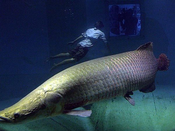 金龍魚屬于淡水魚嗎為什么：金龍魚屬于淡水魚嗎 金龍魚屬于淡水魚嗎為什么：金龍魚屬于淡水魚嗎 龍魚百科 第2張