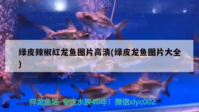 五星水族魚缸售后保定店（五星水族客服電話） 五星水族魚缸售后保定店（五星水族客服電話） 全國水族館企業名錄 第2張