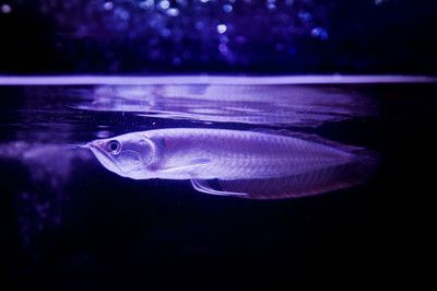 短身銀龍魚是什么品種（短身銀龍魚是什么魚？） 短身銀龍魚是什么品種（短身銀龍魚是什么魚？） 龍魚百科 第3張