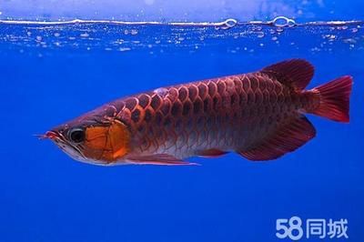 紅龍魚入缸多長時間可以喂食物（新入缸的紅龍魚多久可以喂食）