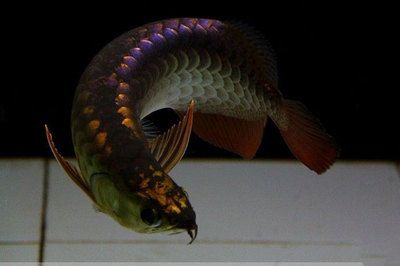 金龍魚長到多少公分鱗片發色會變淺：金龍魚的鱗片發色變化 金龍魚長到多少公分鱗片發色會變淺：金龍魚的鱗片發色變化 龍魚百科 第3張