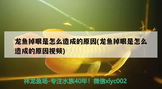 鞍山市遼南批發市場金龍魚缸經銷店 鞍山市遼南批發市場金龍魚缸經銷店 全國水族館企業名錄 第3張