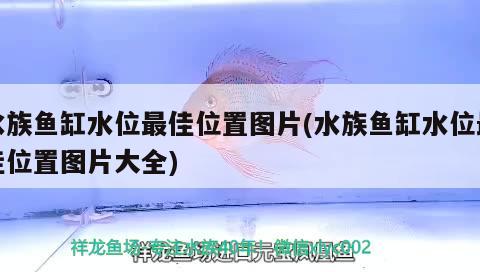 鞍山市遼南批發市場金龍魚缸經銷店 鞍山市遼南批發市場金龍魚缸經銷店 全國水族館企業名錄 第2張