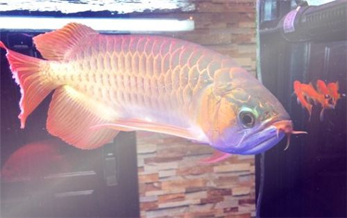 紅龍魚為什么會有金頭蟲：紅龍魚出現金頭蟲是怎么回事？