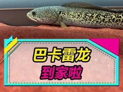 龍魚投資價值如何評估：金龍魚投資價值分析