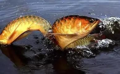 龍魚投資價值如何評估：金龍魚投資價值分析