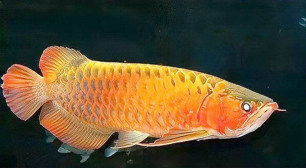 龍魚等級劃分1-13