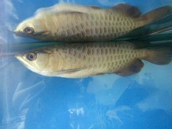 雙灤區綠緣鮮花店（雙灤區綠緣鮮花店電話）