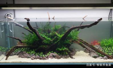 海拉爾區水寵世界水族館（海拉爾水族館聯系電話）