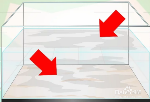 紅龍魚吃什么長得快一點視頻教程（紅龍魚吃什么長得快一點視頻教程大全）