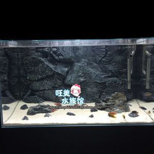 紅龍魚缸背景圖選擇什么好，：紅龍魚缸背景圖選擇