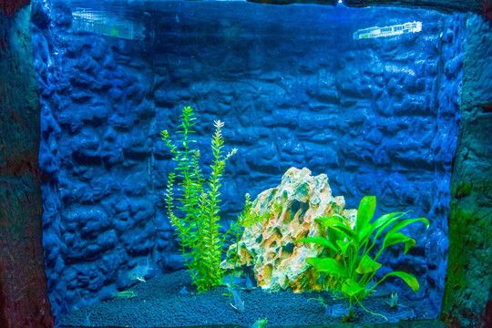 紅龍魚缸背景圖選擇什么好，：紅龍魚缸背景圖選擇